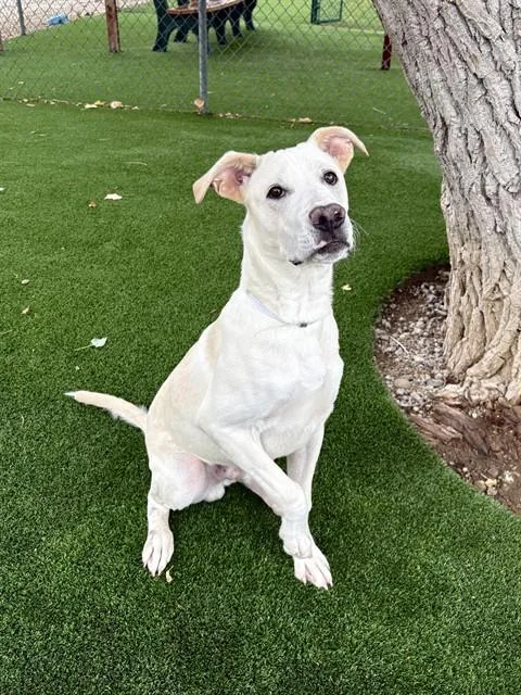 A young medium-sized male Siberian Husky dog named Robin for adoption in Castaic, CA