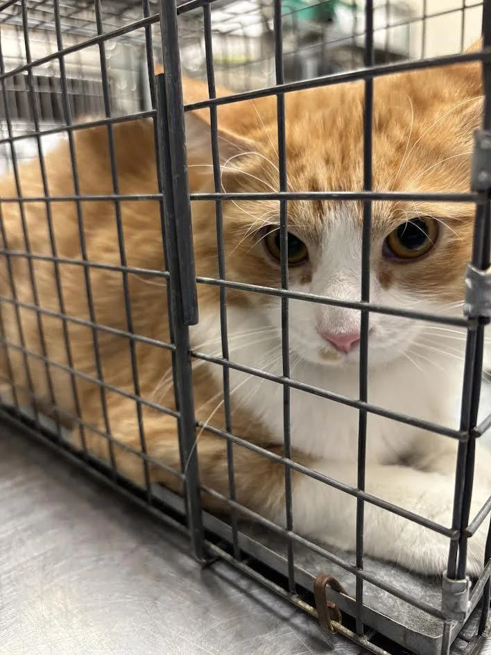 A young small-sized male Domestic Long Hair cat named Bing for adoption in Las Vegas, NV