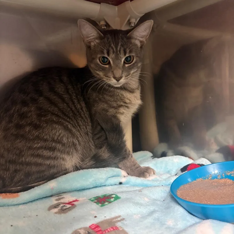 A baby medium-sized female Tabby (Gray / Blue / Silver) Domestic Short Hair cat named Yang for adoption in Fenton, MI
