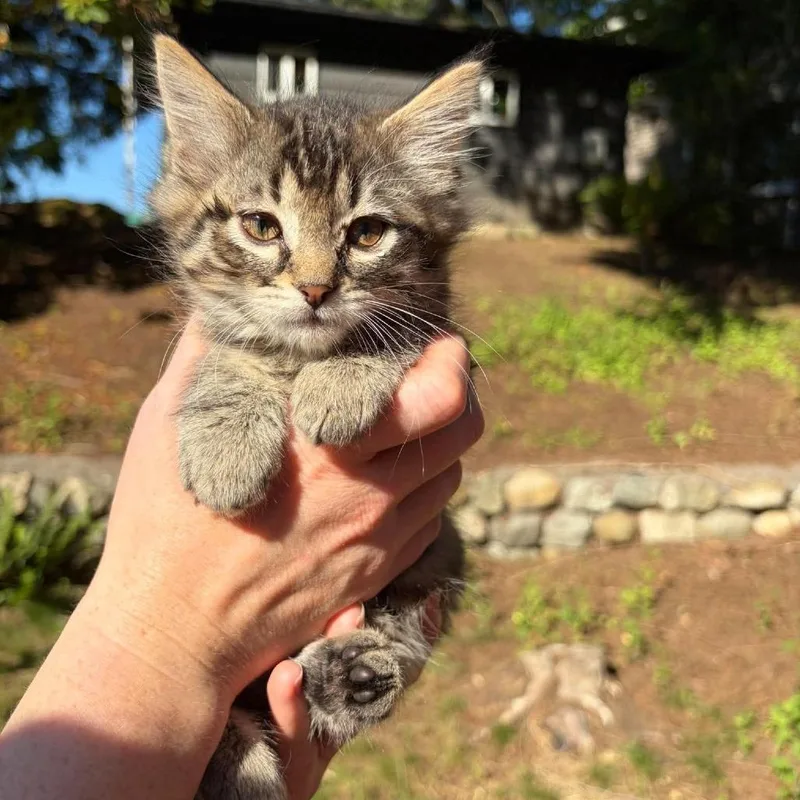 A baby small-sized female Brown / Chocolate Domestic Short Hair cat named Manta for adoption in Ferndale, WA