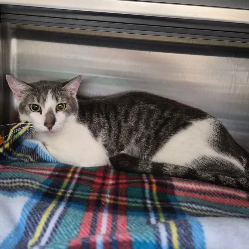 An adult medium-sized male Domestic Short Hair cat named Mulder for adoption in Middleburg, FL