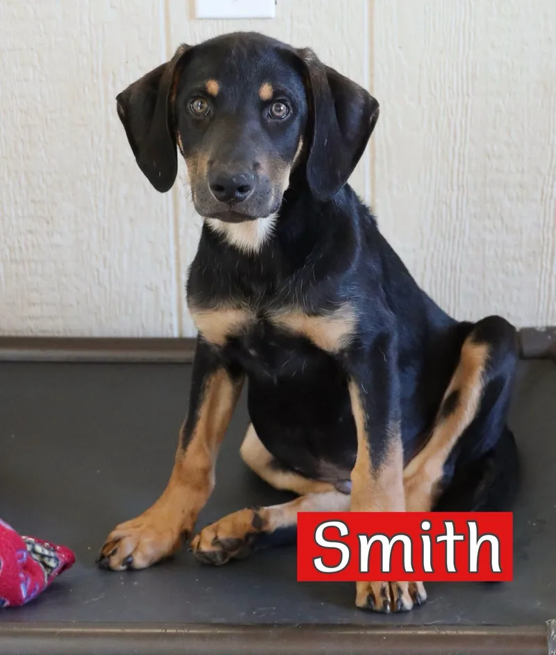 A baby large-sized male Hound dog named Stephens  Swisher And for adoption in Keller, TX