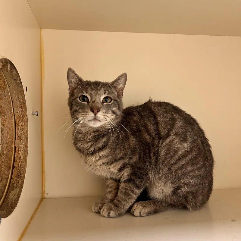 An adult medium-sized male Gray / Blue / Silver Domestic Short Hair cat named Merlin for adoption in Myerstown, PA