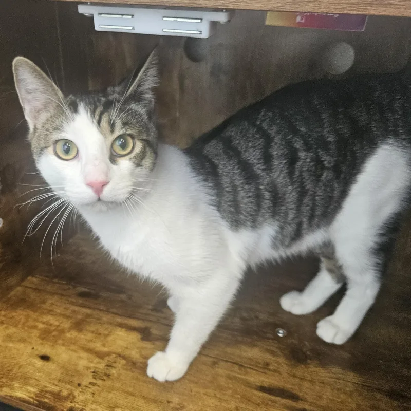 A young medium-sized male Domestic Short Hair cat named Dwight for adoption in Fall River, MA