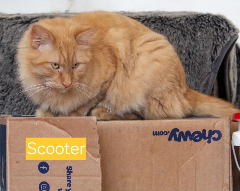 Scooter