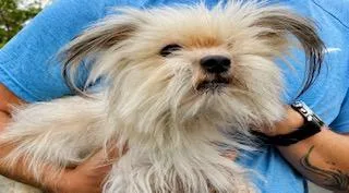 A young small-sized male White / Cream Chinese Crested Dog dog named Johnnie for adoption in Tifton, GA