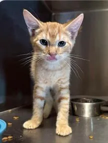 A baby small-sized male Domestic Short Hair cat named Punk for adoption in West Chester, PA