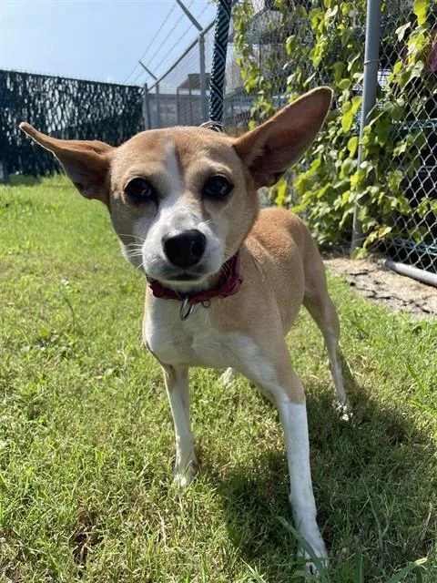 An adult small-sized female Rat Terrier dog named Maya for adoption in Corpus Christi, TX