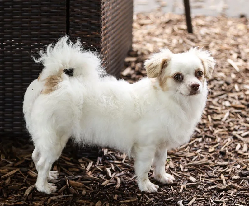 A young small-sized female White / Cream Chihuahua dog named Heidi for adoption in Monroe, NC