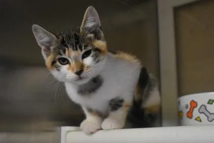 A young medium-sized female Domestic Short Hair cat named Siri for adoption in Kansas City, MO