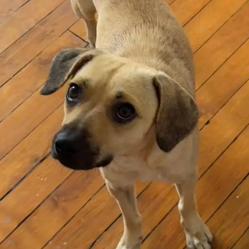 An adult small-sized female Yellow / Tan / Blond / Fawn Chihuahua dog named Ella for adoption in Floresville, TX