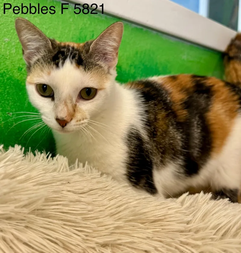 Pebbles thumbnail 5