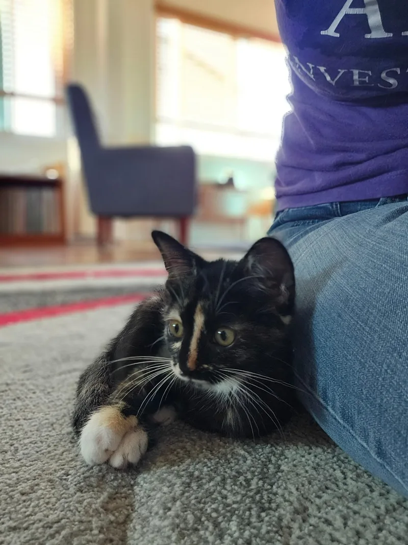 A young medium-sized female Calico Domestic Short Hair cat named Twix for adoption in Inglewood, CA
