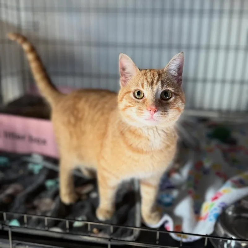 An adult medium-sized male Tabby (Orange / Red) Domestic Short Hair cat named Spiky for adoption in Cortland, OH