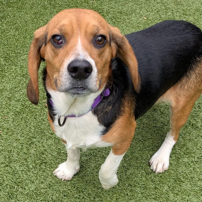 An adult medium-sized male Brown / Chocolate Beagle dog named Weezer for adoption in Charlottesville, VA