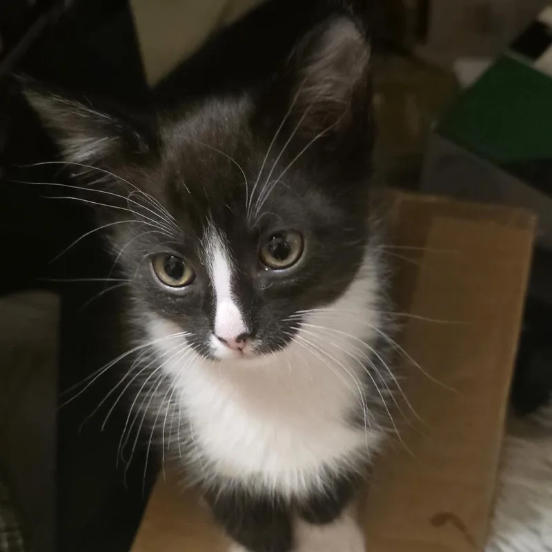 A baby small-sized male Black Domestic Short Hair cat named Samson for adoption in Buffalo, MN