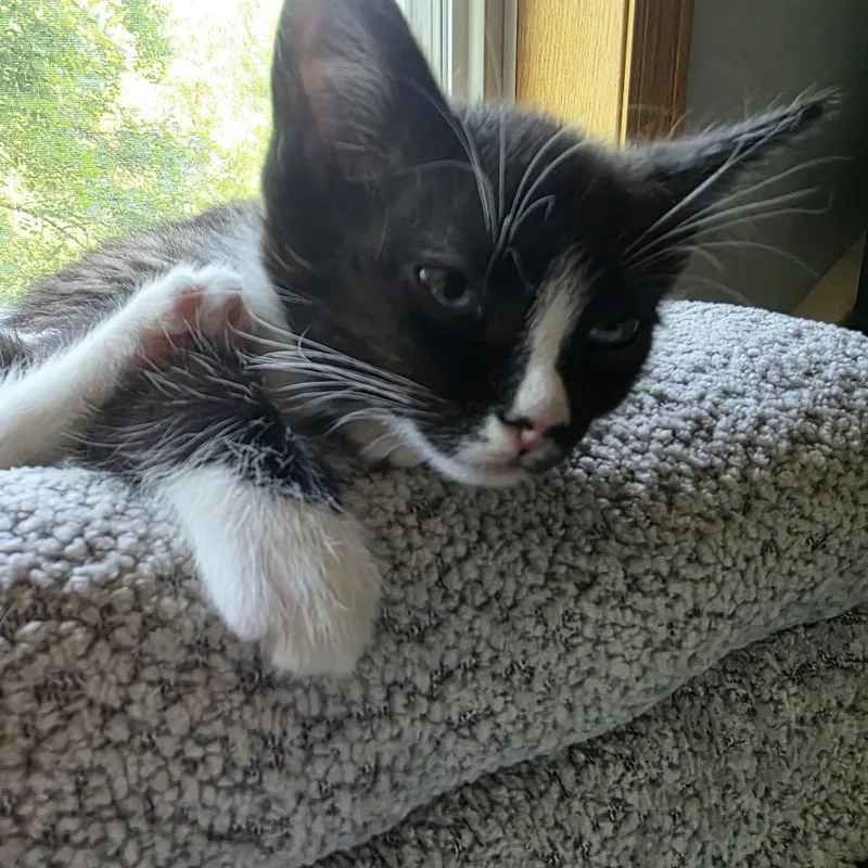 Samson thumbnail 2