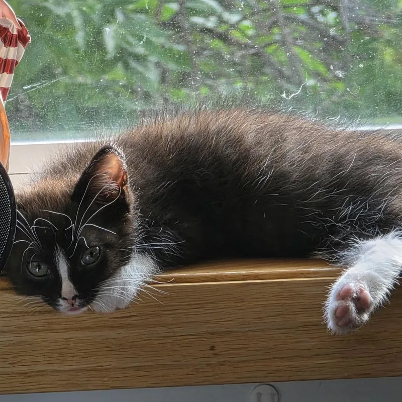 Samson thumbnail 3