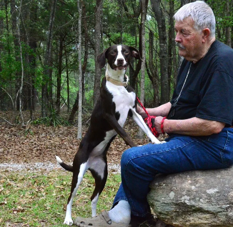 A young medium-sized female Tricolor (Brown, Black, & White) English Pointer dog named Millie for adoption in Willingboro, NJ