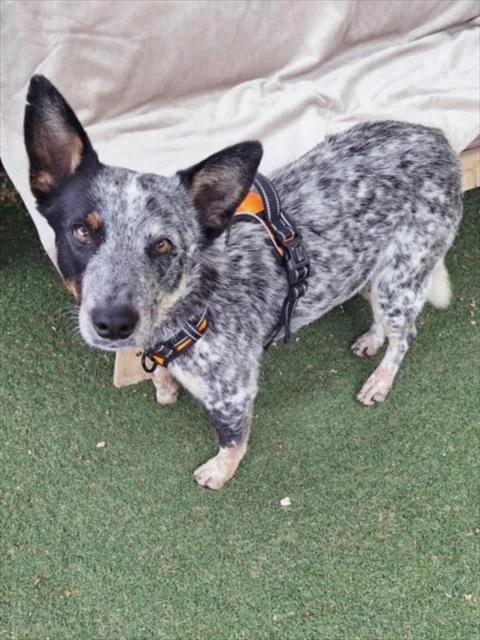 A young medium-sized male Australian Cattle Dog / Blue Heeler dog named Eddie for adoption in Woodland, CA