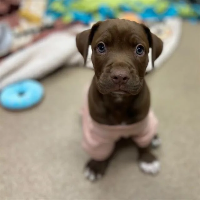 Pinky