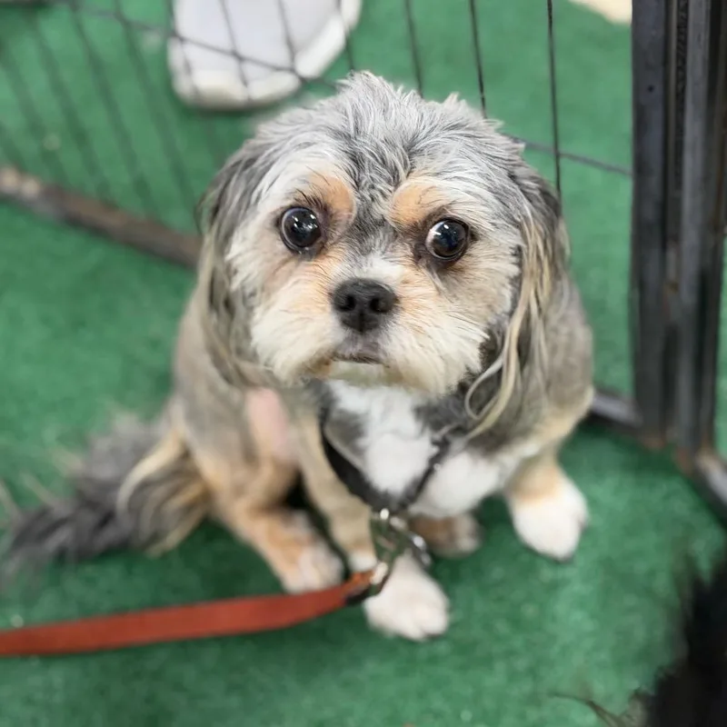 An adult small-sized female Shih Tzu dog named Matilda for adoption in Phoenix, AZ