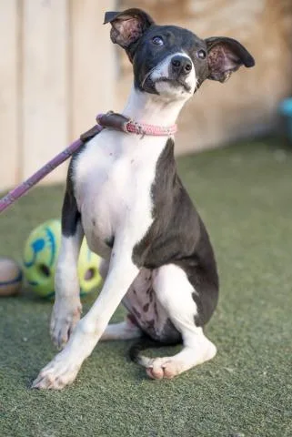 An adult small-sized female Border Collie dog named Manta for adoption in San Diego, CA