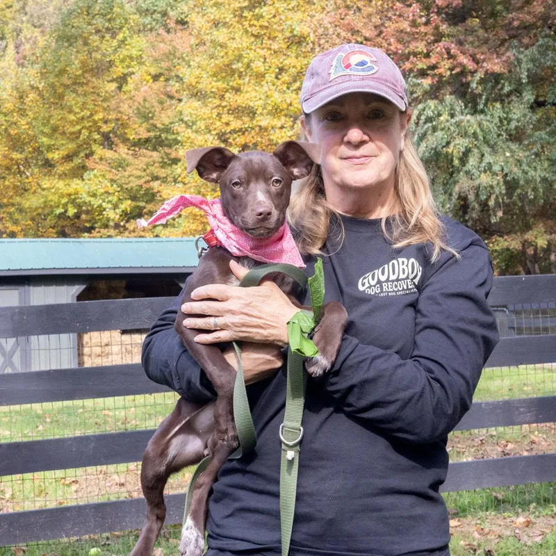 A baby small-sized female Brown / Chocolate Jack Russell Terrier dog named AnnaliseAvail for adoption in West Grove, PA