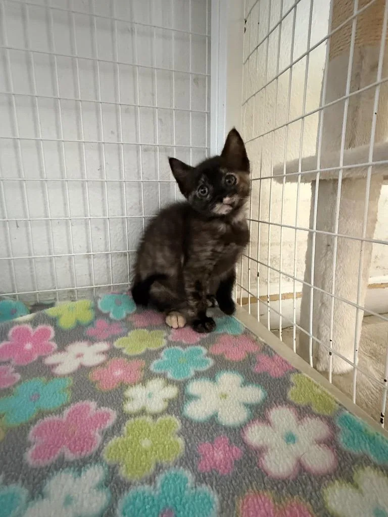 A baby small-sized female Domestic Short Hair cat named Ruby for adoption in Brookings, OR