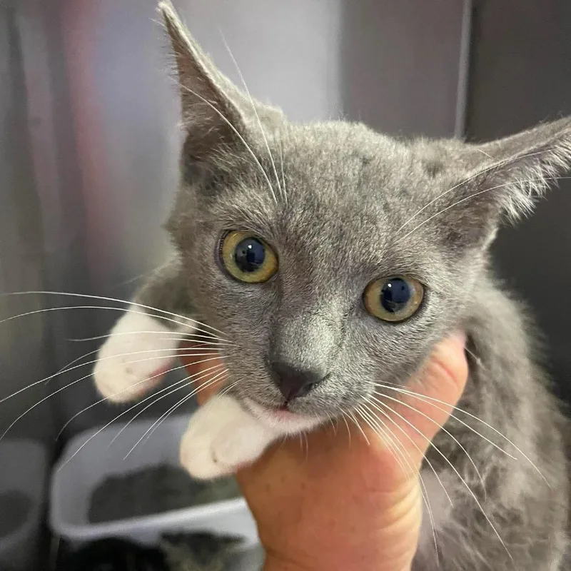 A baby small-sized male Gray / Blue / Silver Domestic Short Hair cat named Chris for adoption in Hemet, CA