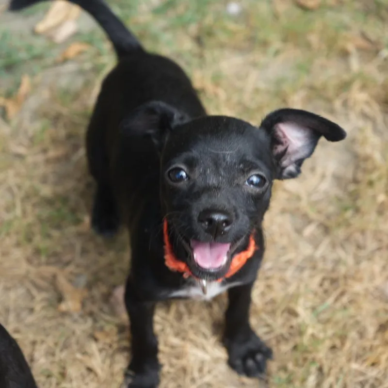 A baby small-sized male Chihuahua dog named Clyde for adoption in Coachella, CA