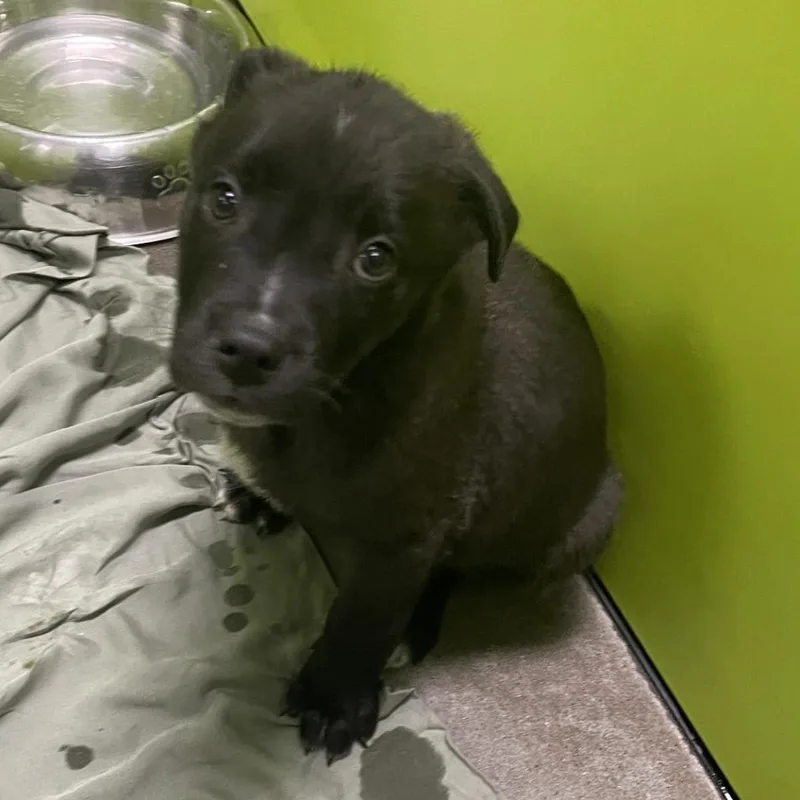 A baby medium-sized male Black Terrier dog named Ibex for adoption in Spokane, WA