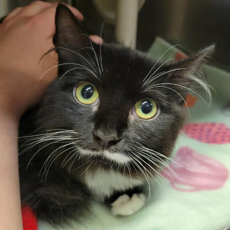 A young medium-sized female Black Domestic Long Hair cat named River for adoption in Columbia, MO