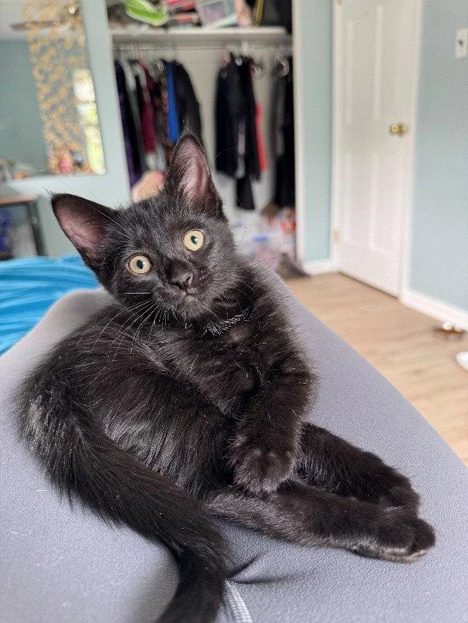 A baby medium-sized female Domestic Short Hair cat named Sparrow  Willow Grove for adoption in Greenville, DE