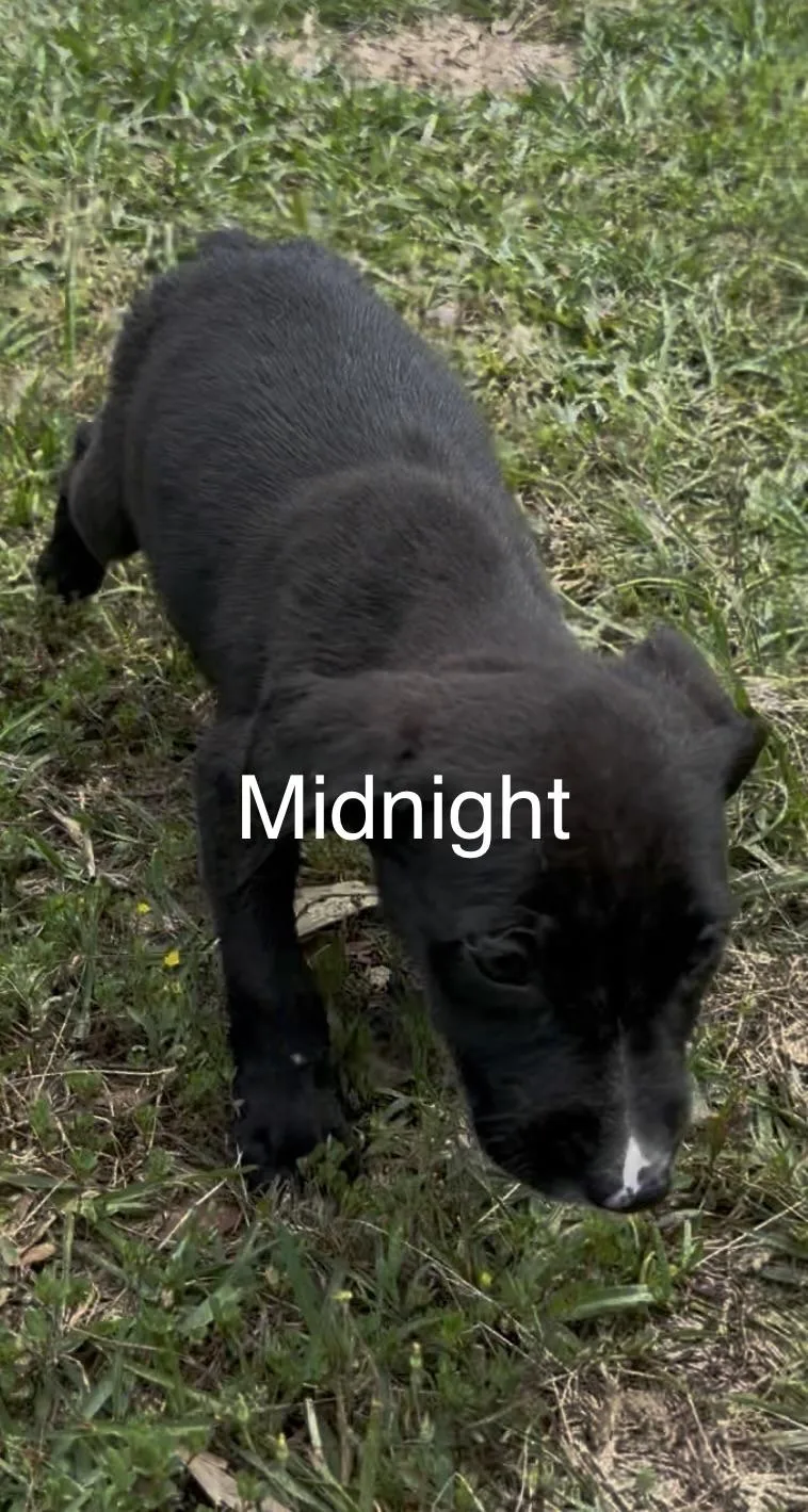 A baby medium-sized male Labrador Retriever dog named Midnight for adoption in Kiln, MS