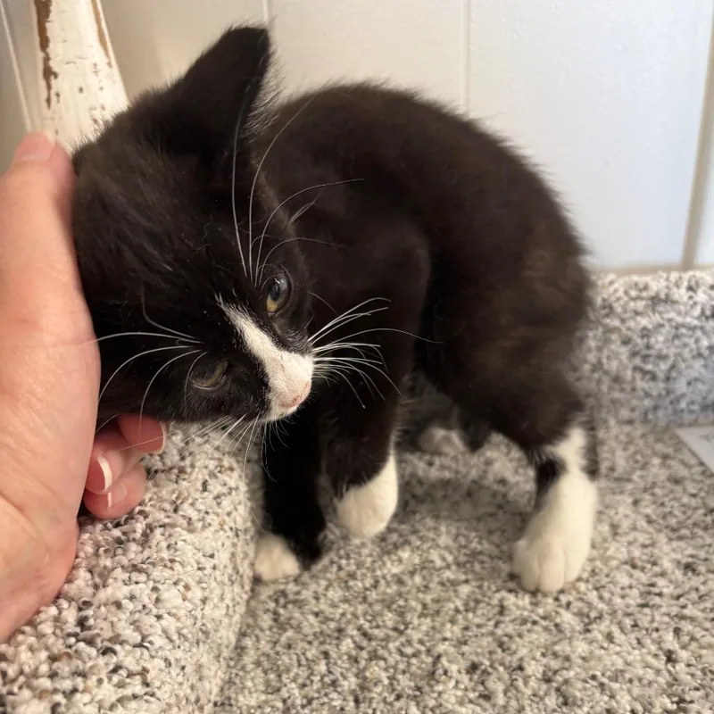 A baby small-sized male Black Domestic Short Hair cat named Jackpot for adoption in Granville, OH
