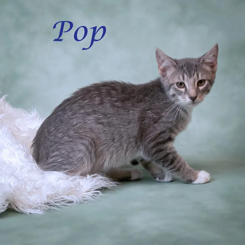 A baby small-sized male Brown / Chocolate Domestic Short Hair cat named Pop C for adoption in Lebanon, TN