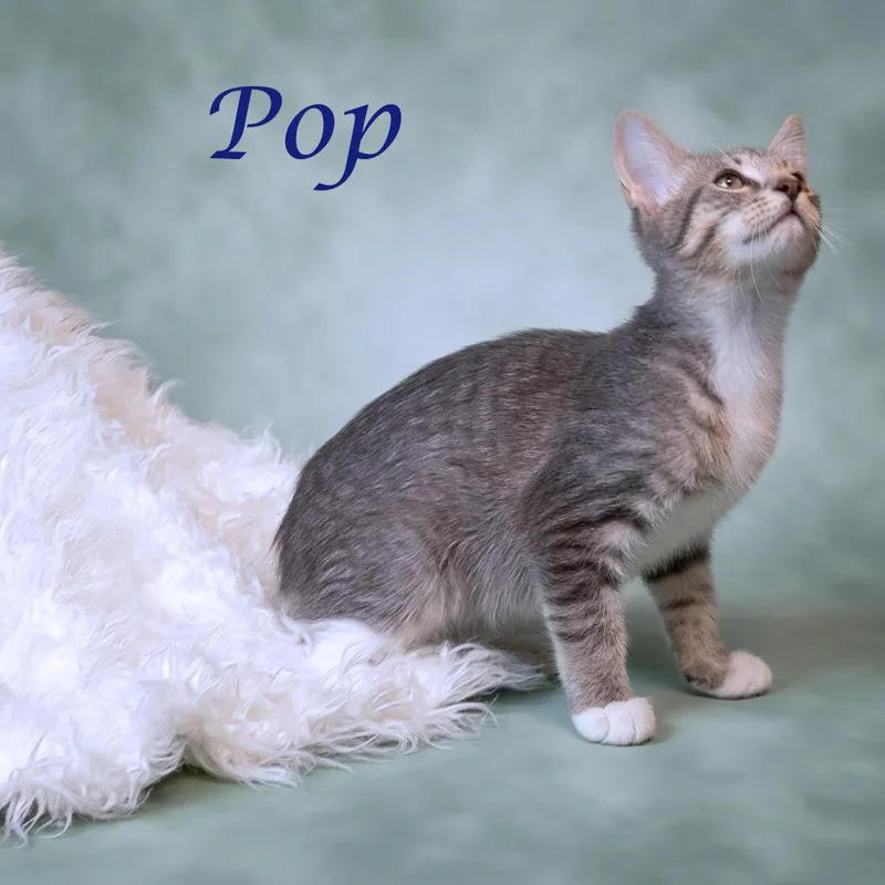 Pop C thumbnail 2