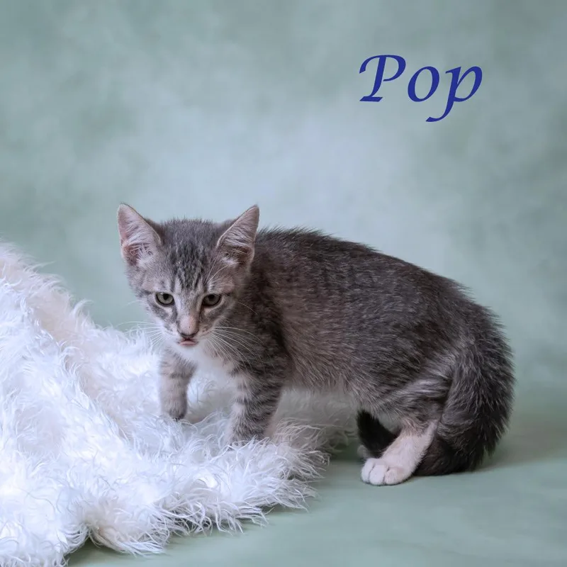 Pop C thumbnail 3