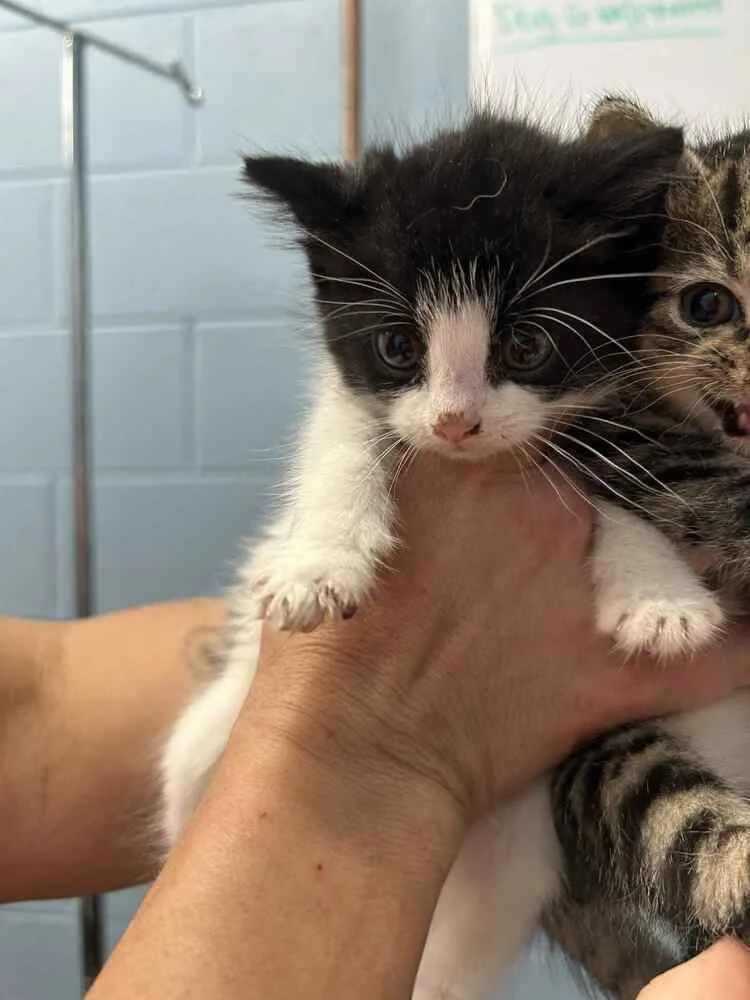 A baby small-sized female Black & White / Tuxedo Domestic Short Hair cat named Eggs for adoption in Evansville, IN