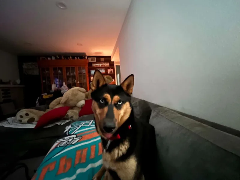 A young medium-sized female Shepherd dog named Monarch for adoption in Inglewood, CA