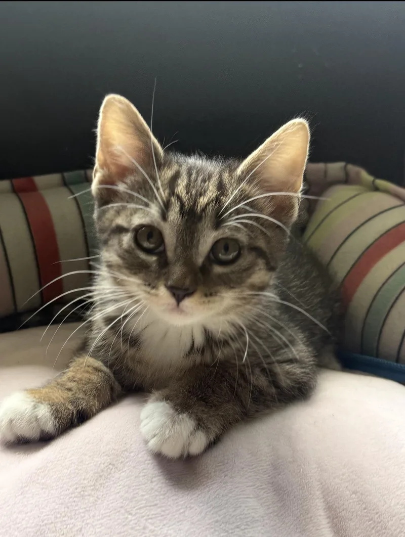 A baby large-sized male Tabby (Brown / Chocolate) Domestic Short Hair cat named Tony for adoption in Rochester Hills, MI