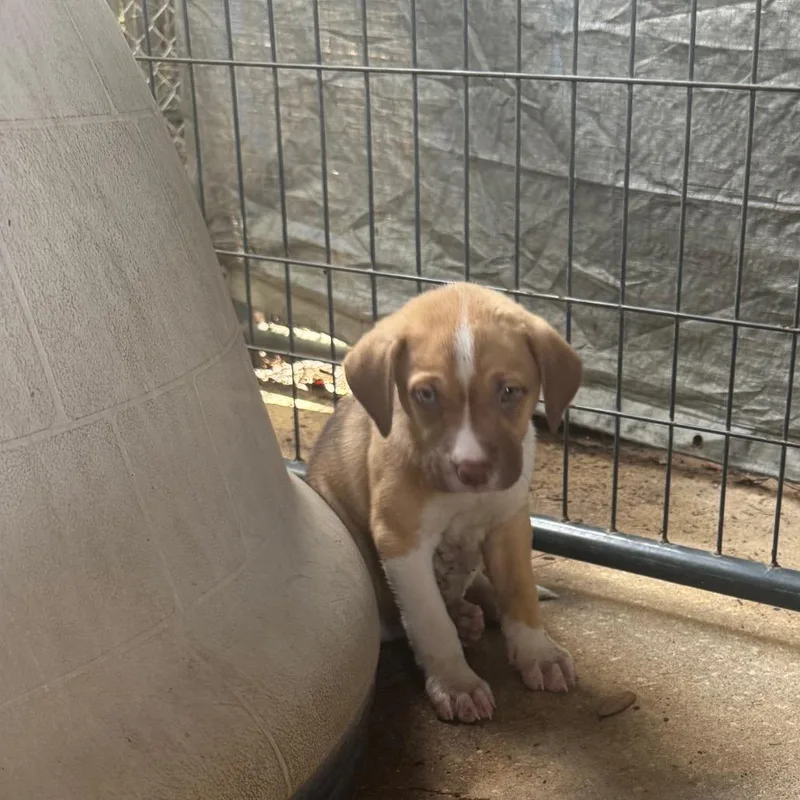 A baby small-sized female Sable German Shepherd Dog dog named Lexi for adoption in Hinesville, GA