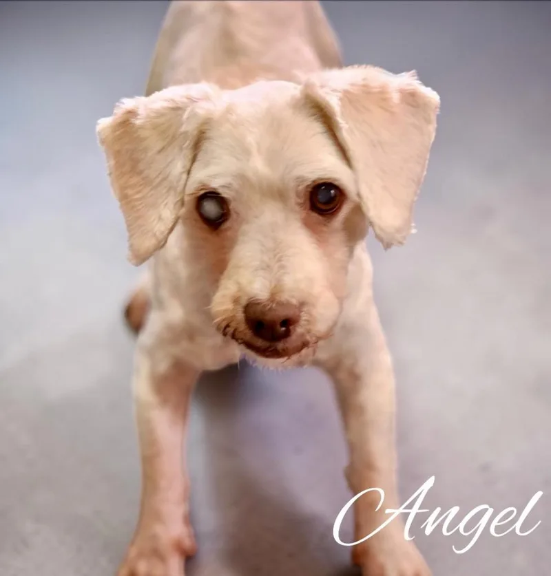 Angel