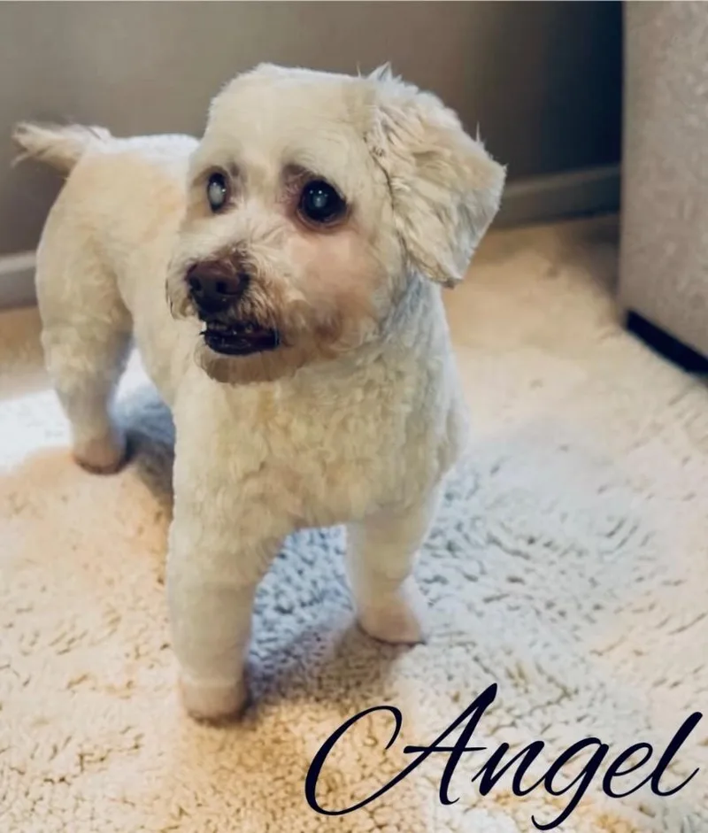 Angel thumbnail 3