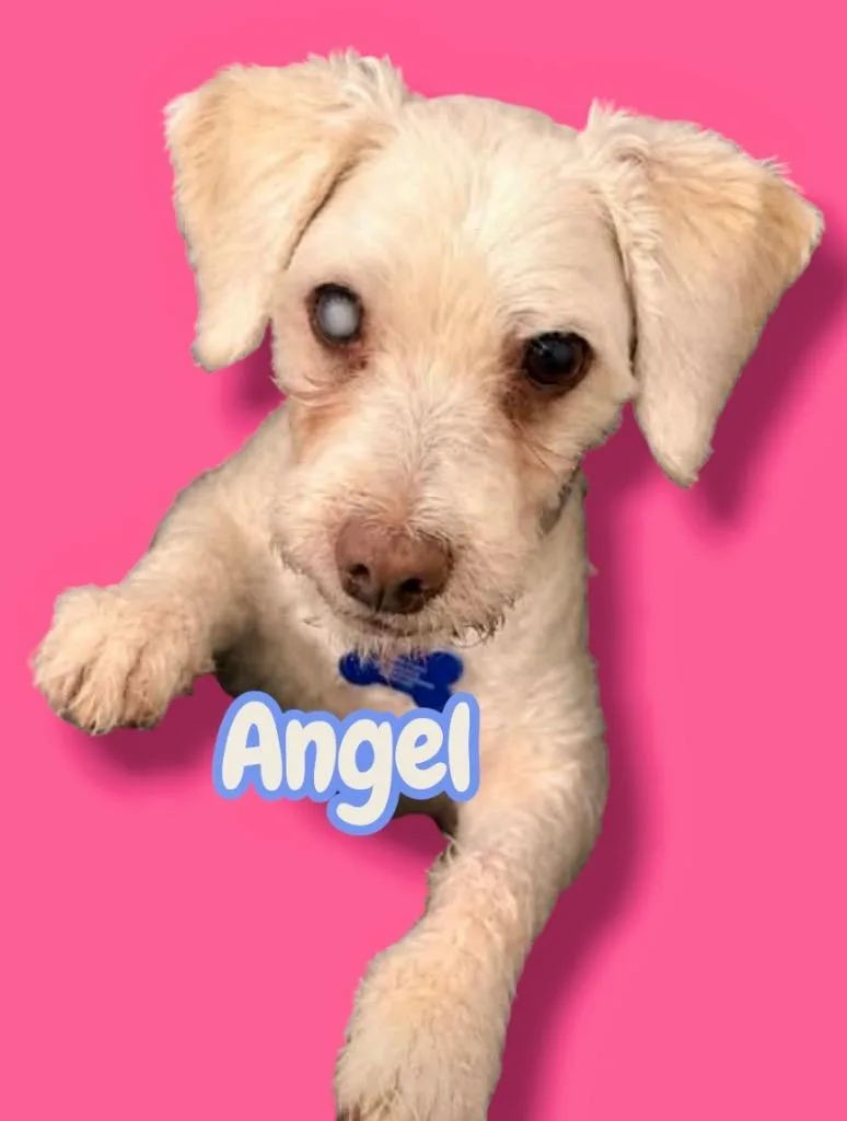 Angel thumbnail 5