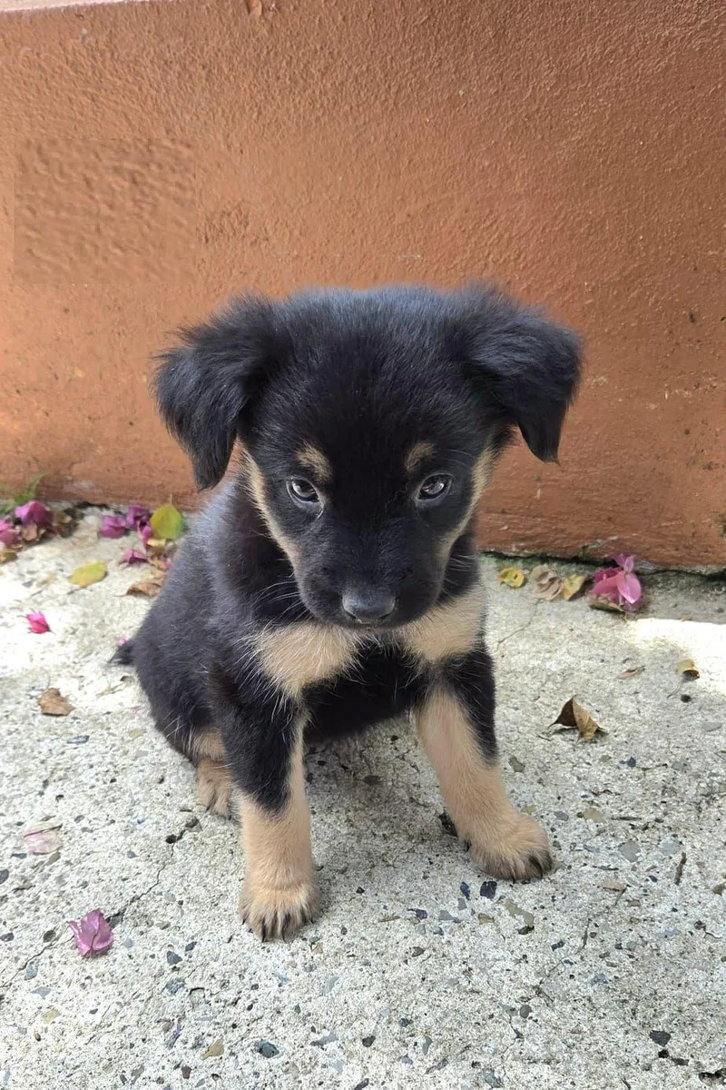 Bindi