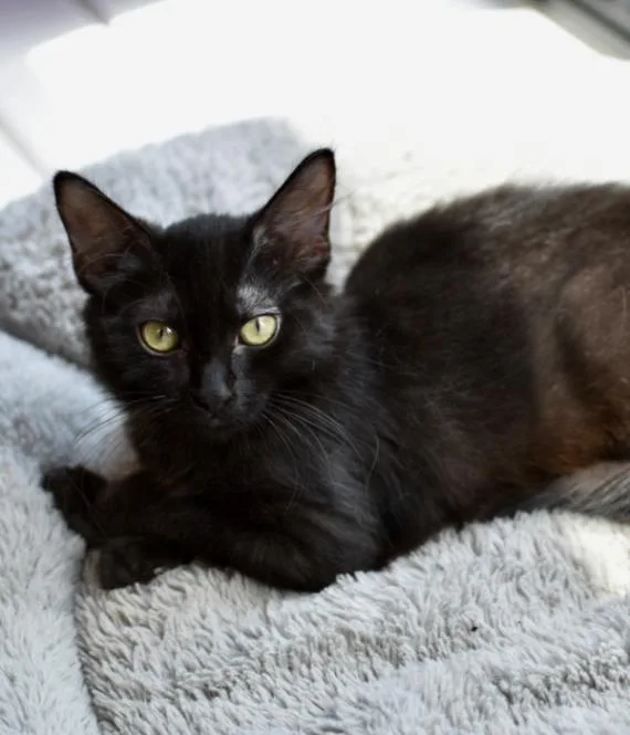 A young medium-sized female Black Domestic Long Hair cat named Chalupa for adoption in Marietta, GA