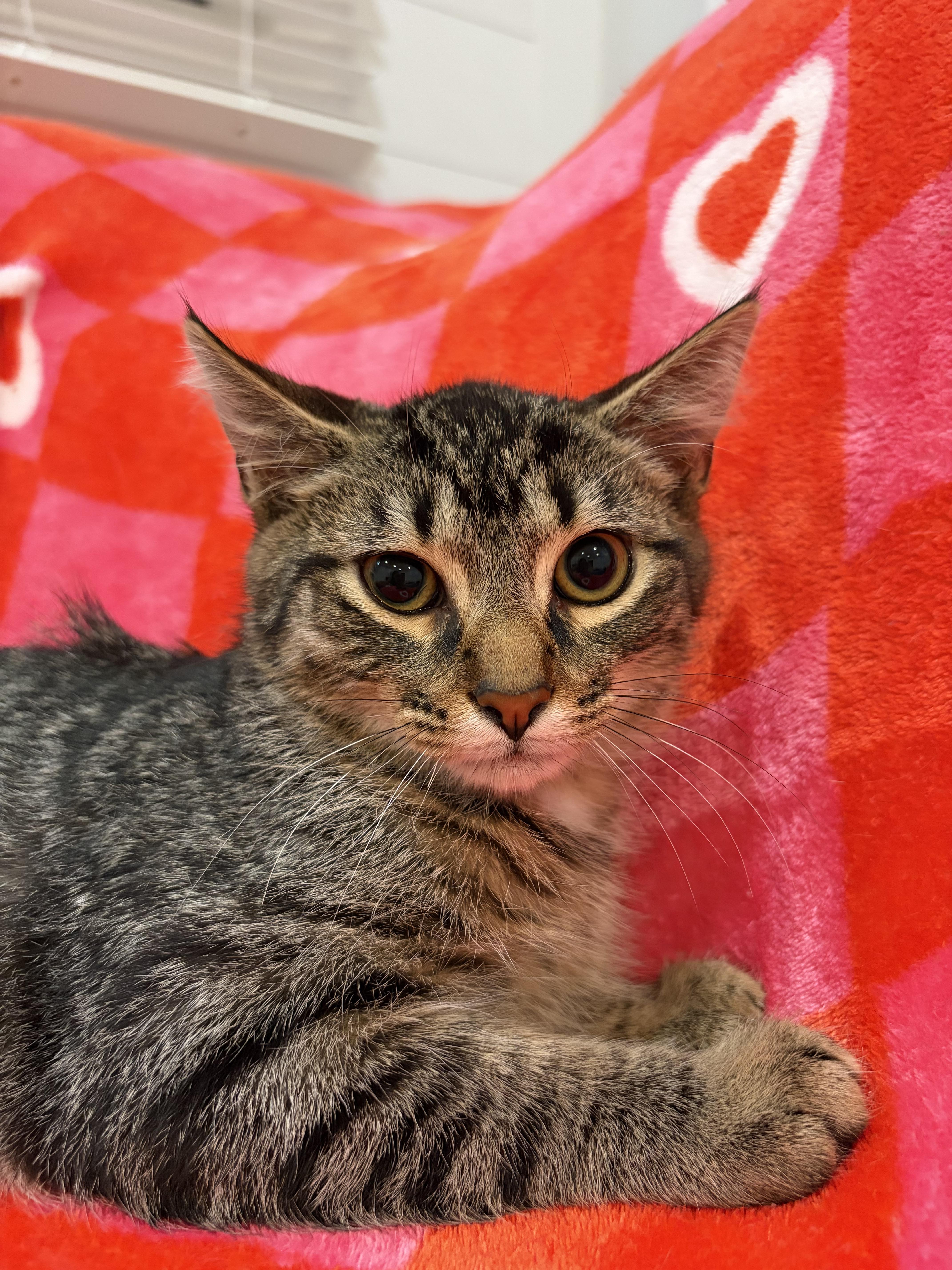 A baby medium-sized male Tabby (Brown / Chocolate) Domestic Short Hair cat named Snap for adoption in North Haledon, NJ
