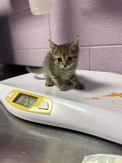 A baby small-sized female Brown / Chocolate Domestic Short Hair cat named 61139806 for adoption in El Paso, TX